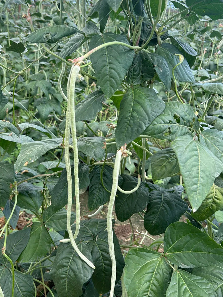 Baixue Lihong Yardlong Bean