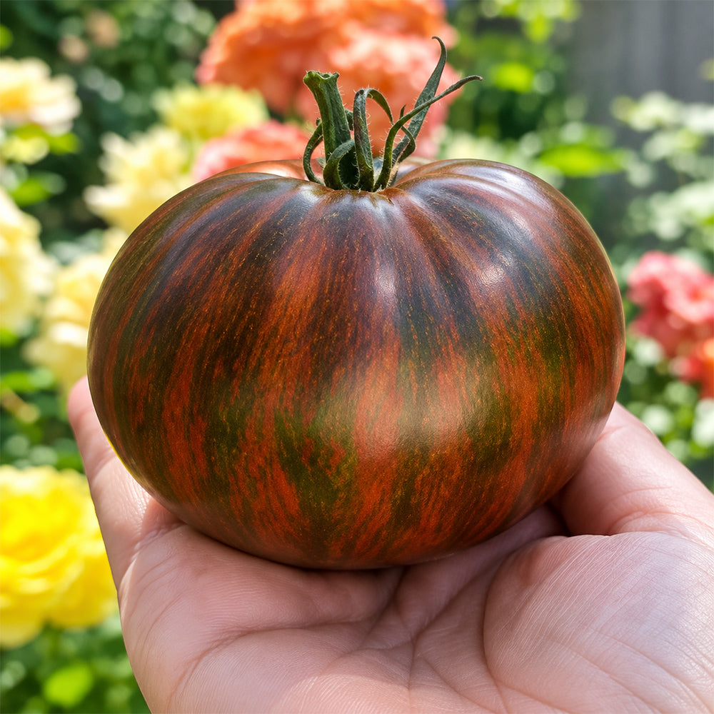 30 Marsha's Starfighter Heart Tomato