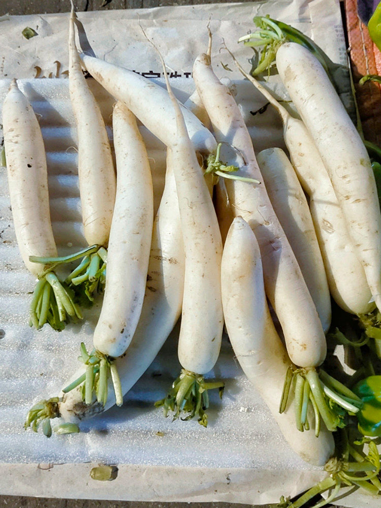 'Xinxuan 13-6' Early-Maturing Radish