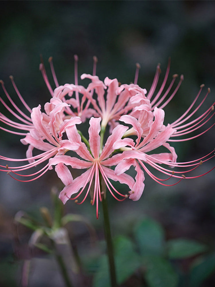 Hubei Pink Lycoris