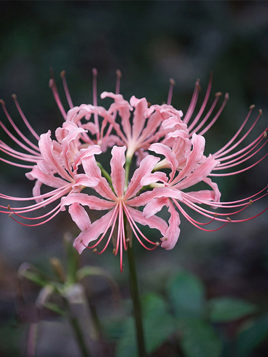 Hubei Pink Lycoris