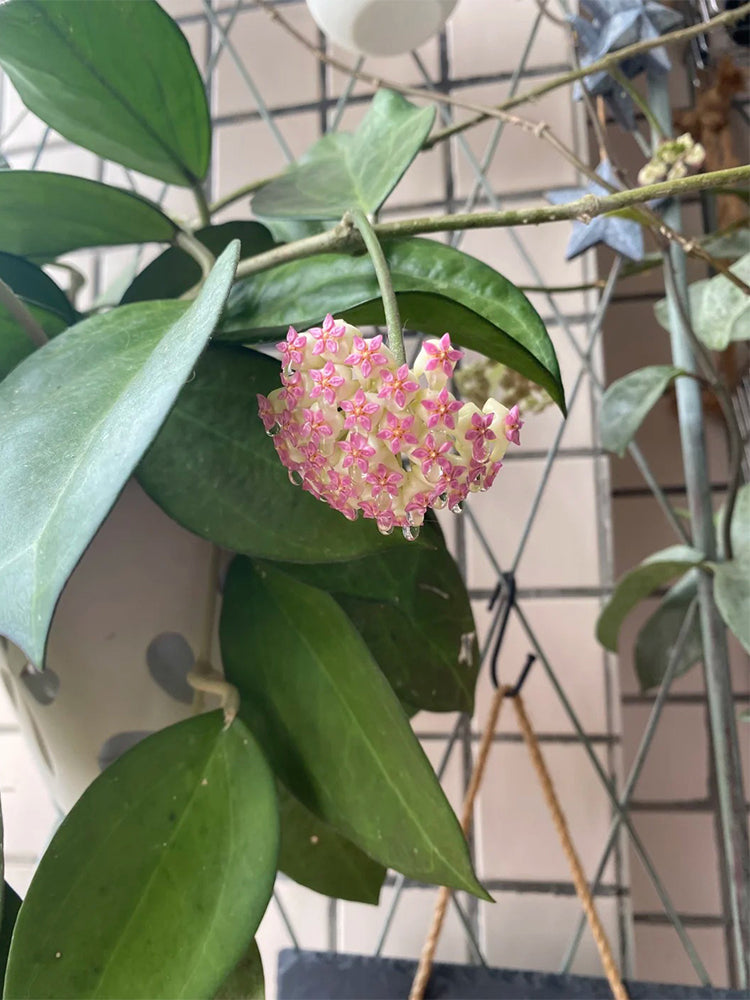 Hoya icensis Unrooted Stem Cuttings