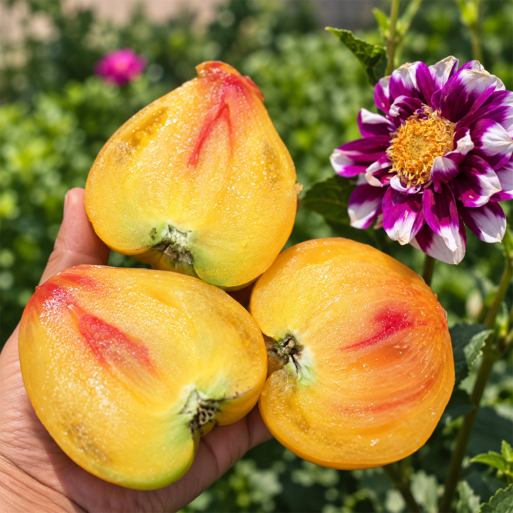 532 Minusinsk Orange Elephant Tomato