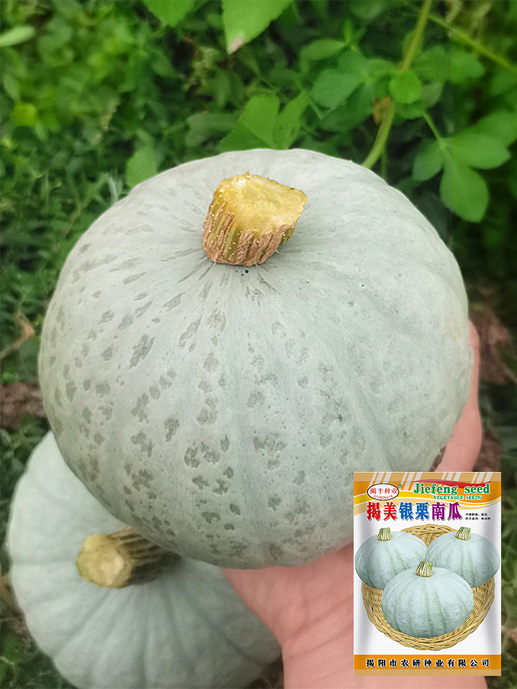 'Jiemei' Silver Chestnut Pumpkin