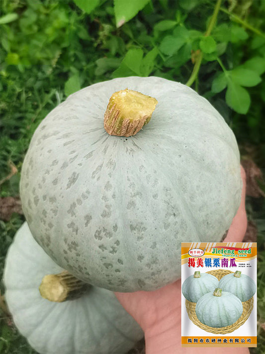 'Jiemei' Silver Chestnut Pumpkin