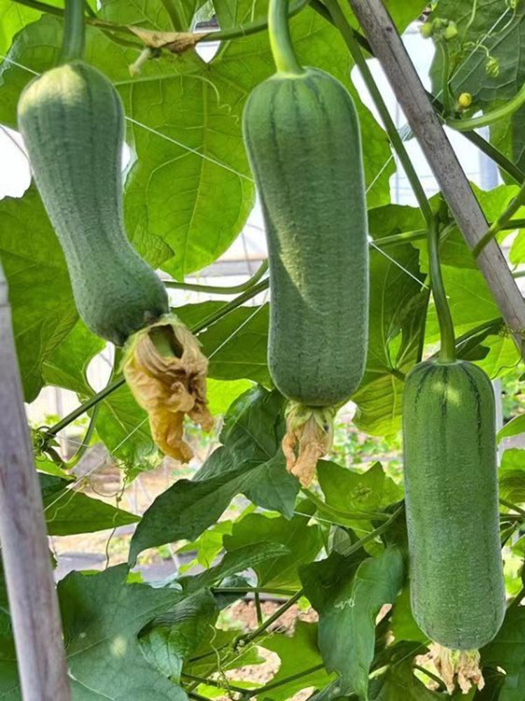 Yucui No.2 Large-Fleshed Luffa