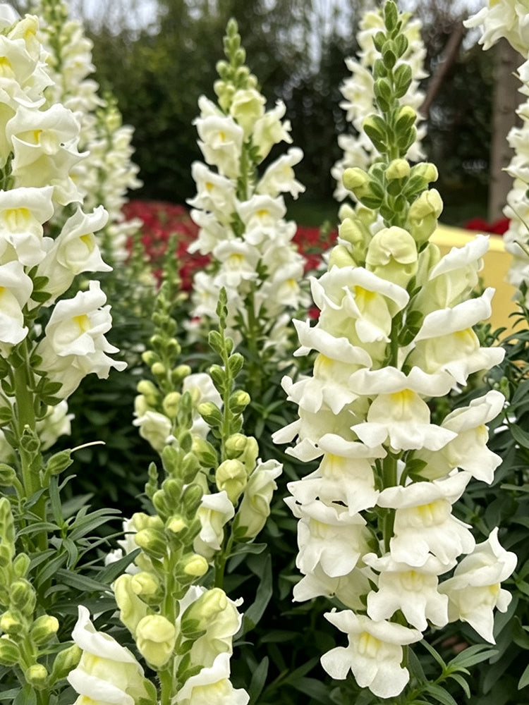 Madame Butterfly White Snapdragon