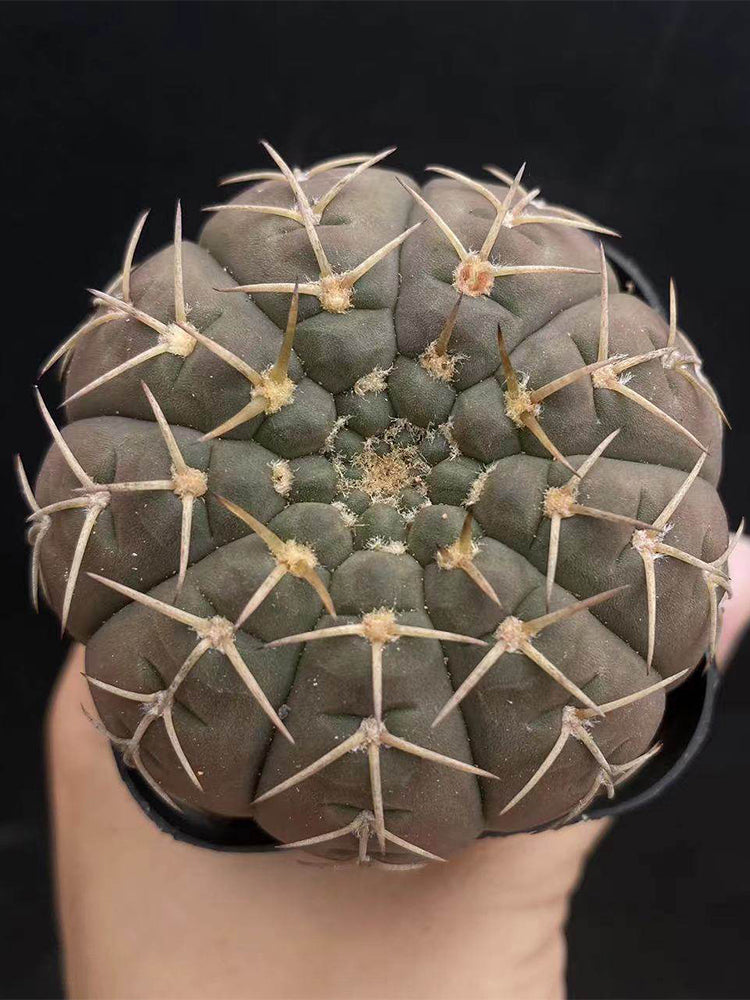 Gymnocalycium stellatum var. paucispinum