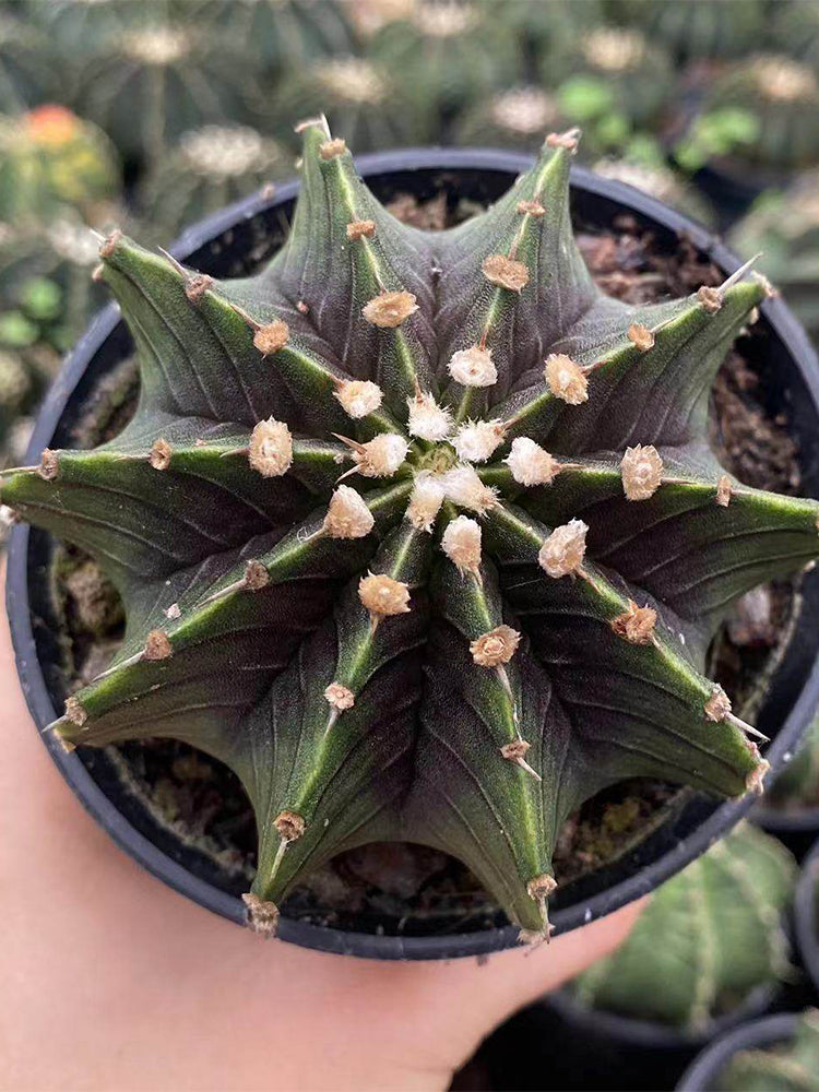Gymnocalycium stenopleurum