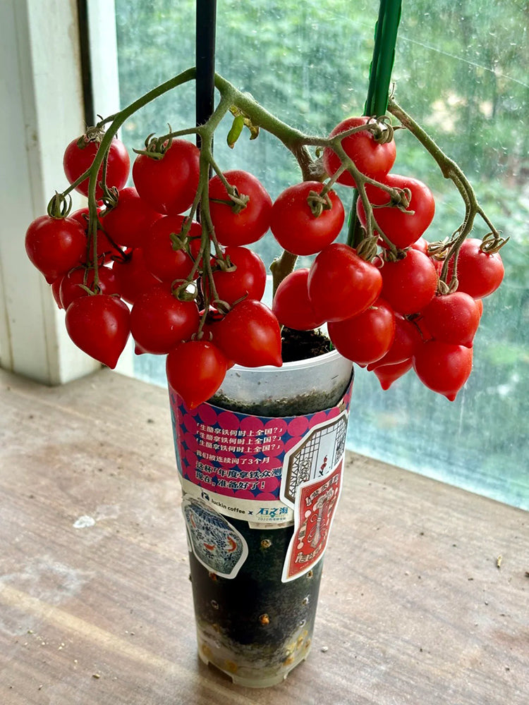 'Evita' Mini Potted Tomato