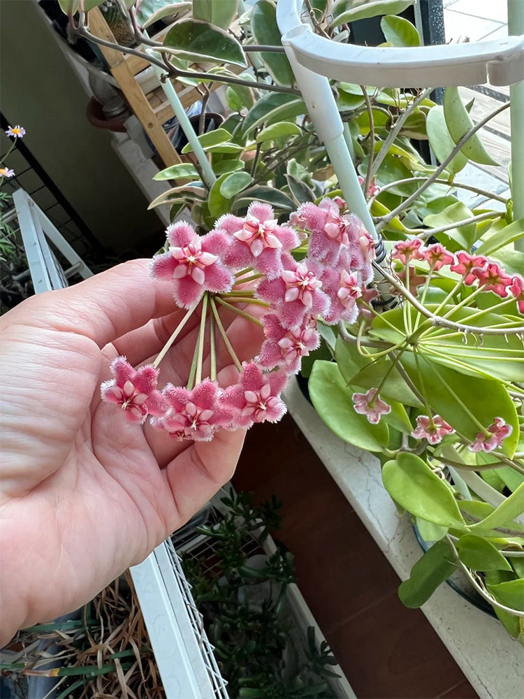 Hoya pubicalyx 'Pink Dragon' Unrooted Stem Cuttings