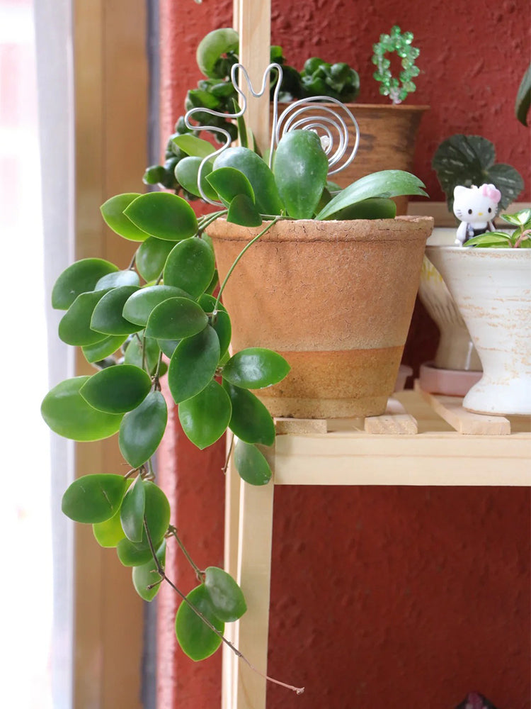 Hoya lukaensis Unrooted Stem Cuttings