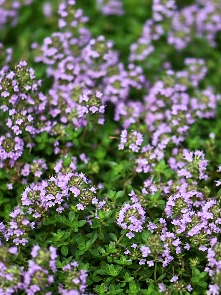 Creeping Thyme