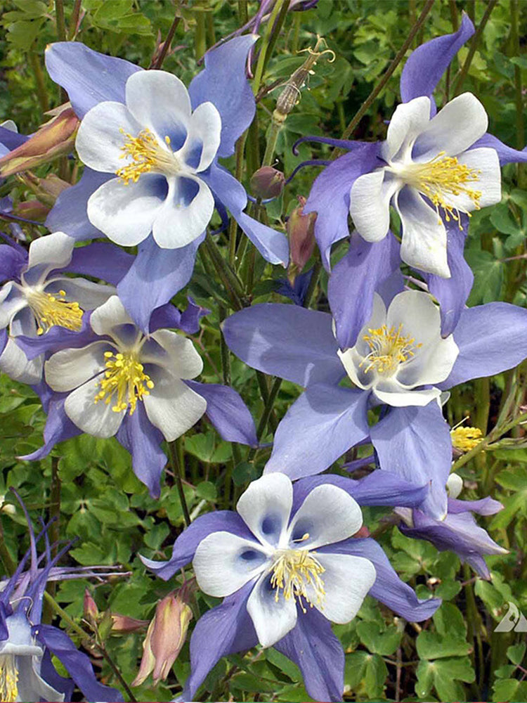 Hezhichun Aquilegia 'Cat's Paw Mix'