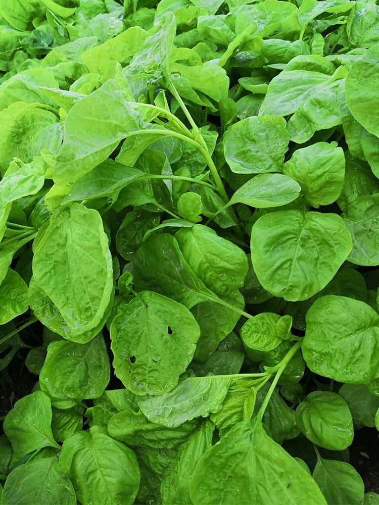 'Alishan' White Amaranth