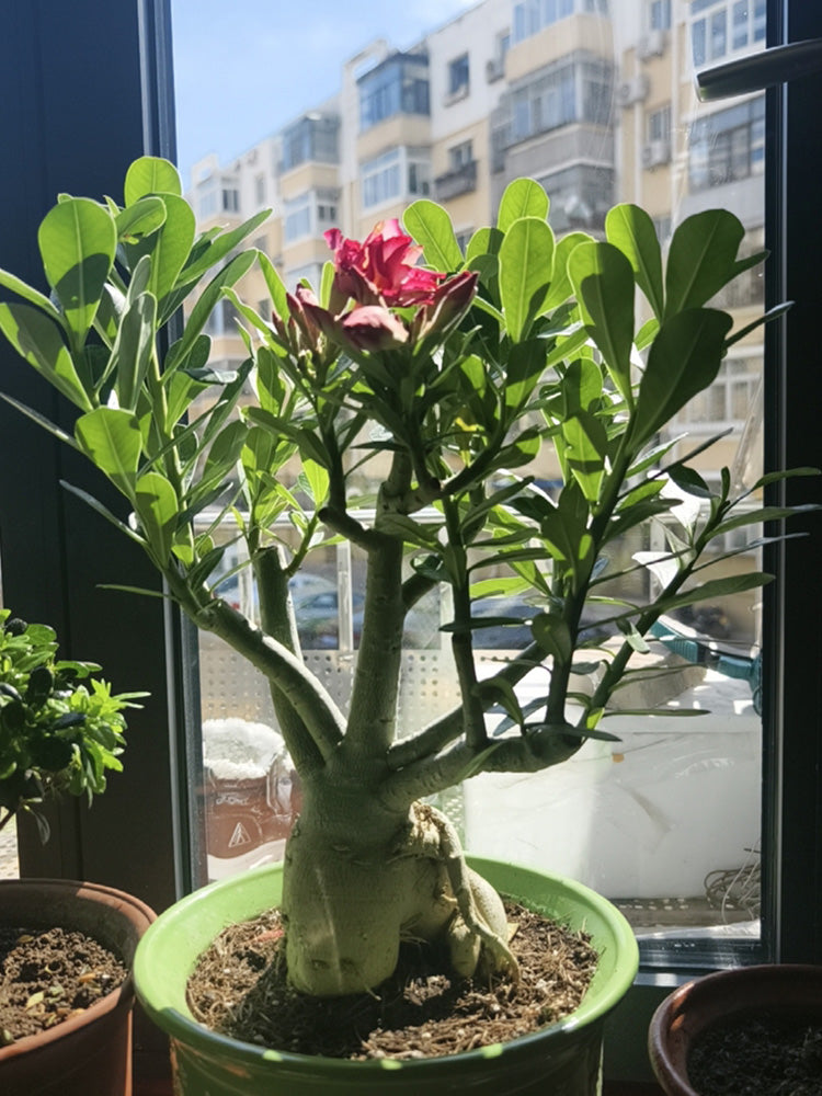 Desert Rose Mixed Colors