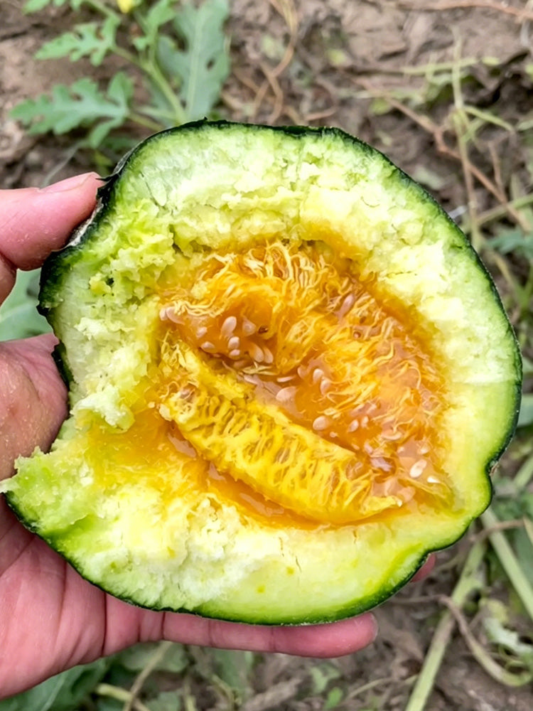 Sweet Mealy Black Skin Melon