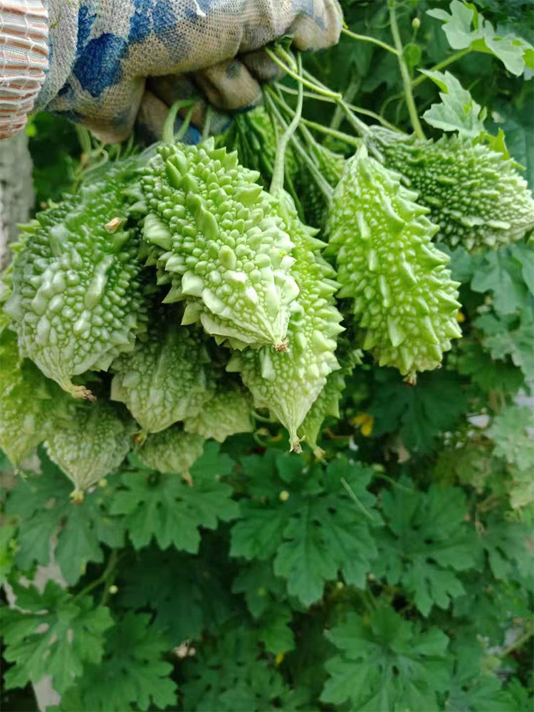'Hei Wawa' Small Spiny Black Bitter Melon