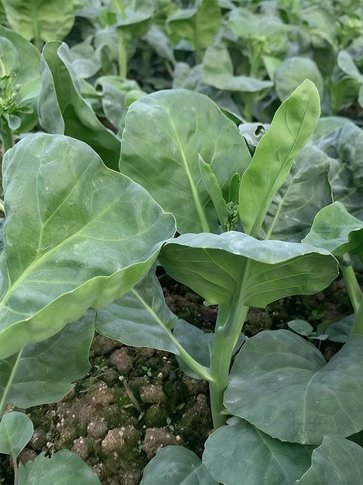 Sweet-Crispy 'Zhonghua' Chinese Kale
