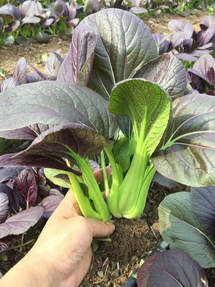 'Ziguifei' Purple Bok Choy