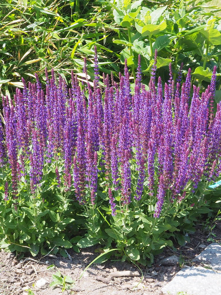Hezhichun Woodland Sage