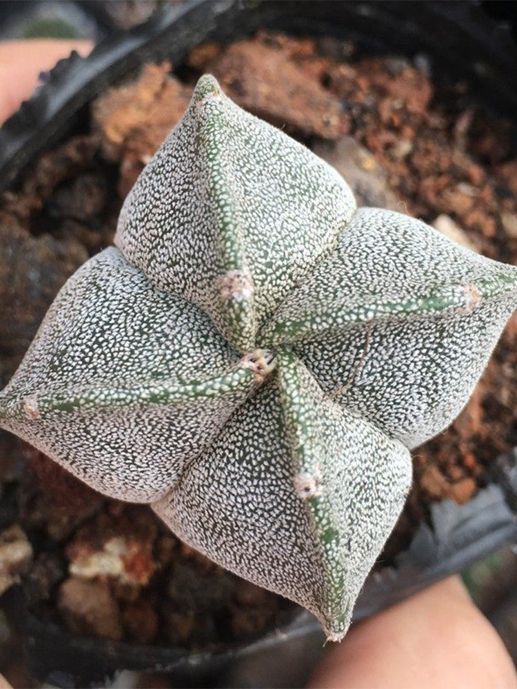 Astrophytum myriostigma quadricostatum