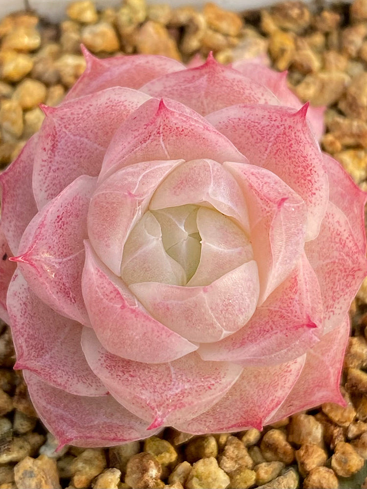 Echeveria cv. 'Pandora Queen'