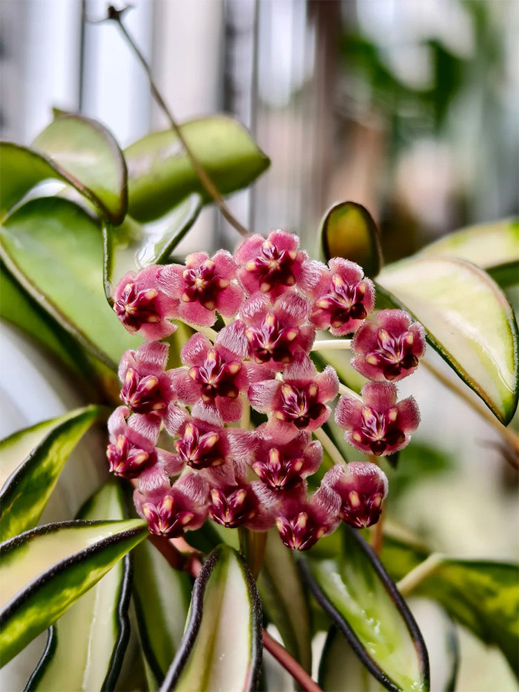 Hoya kentiana 'Variegata' Unrooted Stem Cuttings