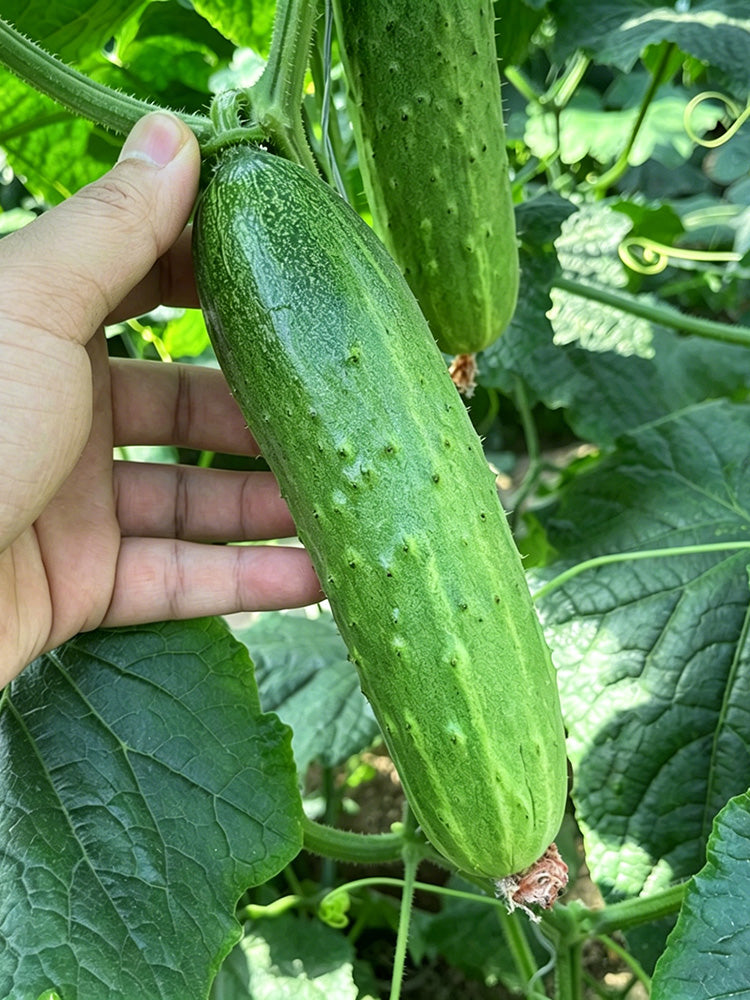 Trellis-Crushing Snack Cucumber
