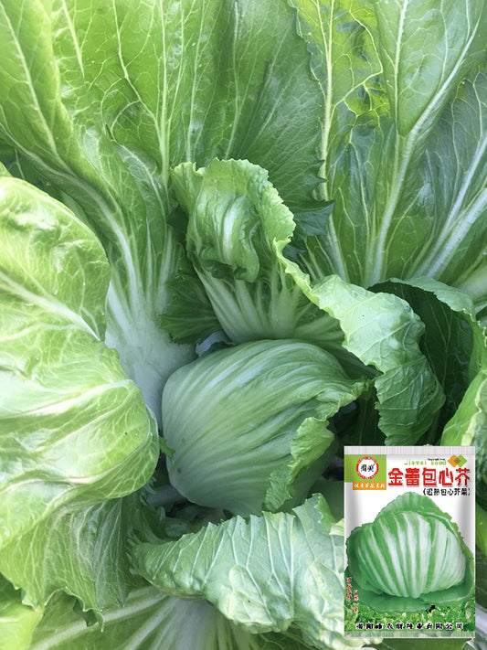 Jinlei Mustard Cabbage