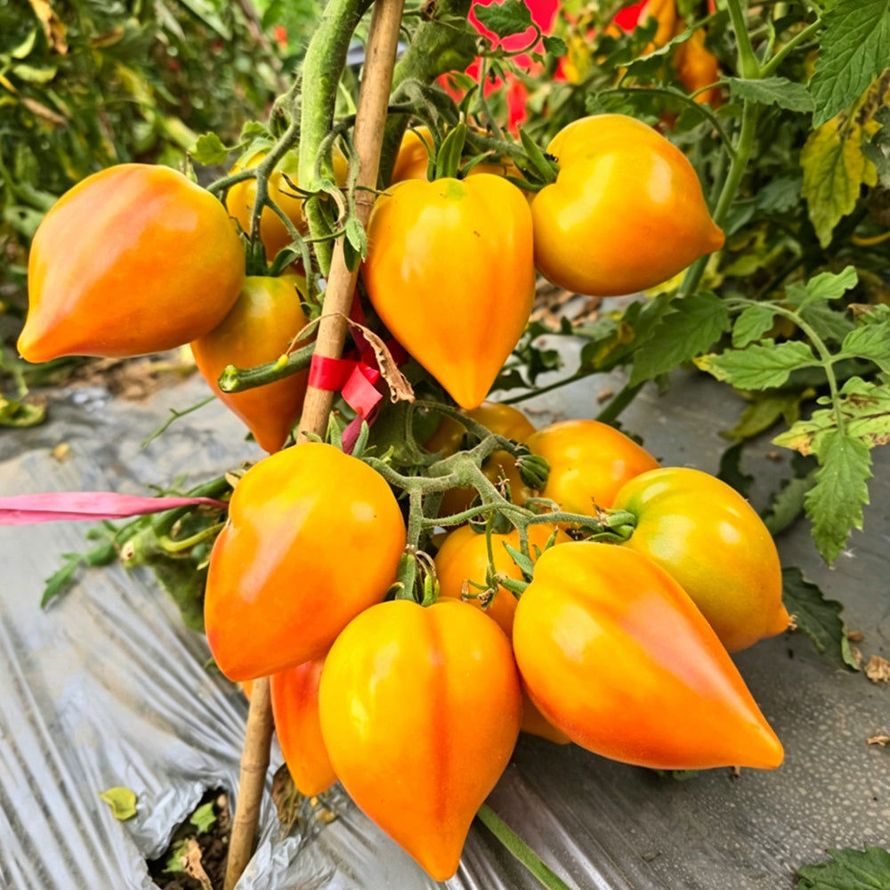 810 New Year Candle Tomato