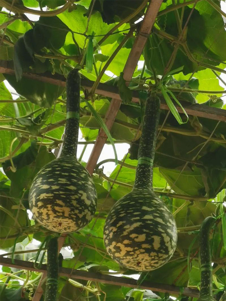 Hezhichun Speckled Swan Gourd