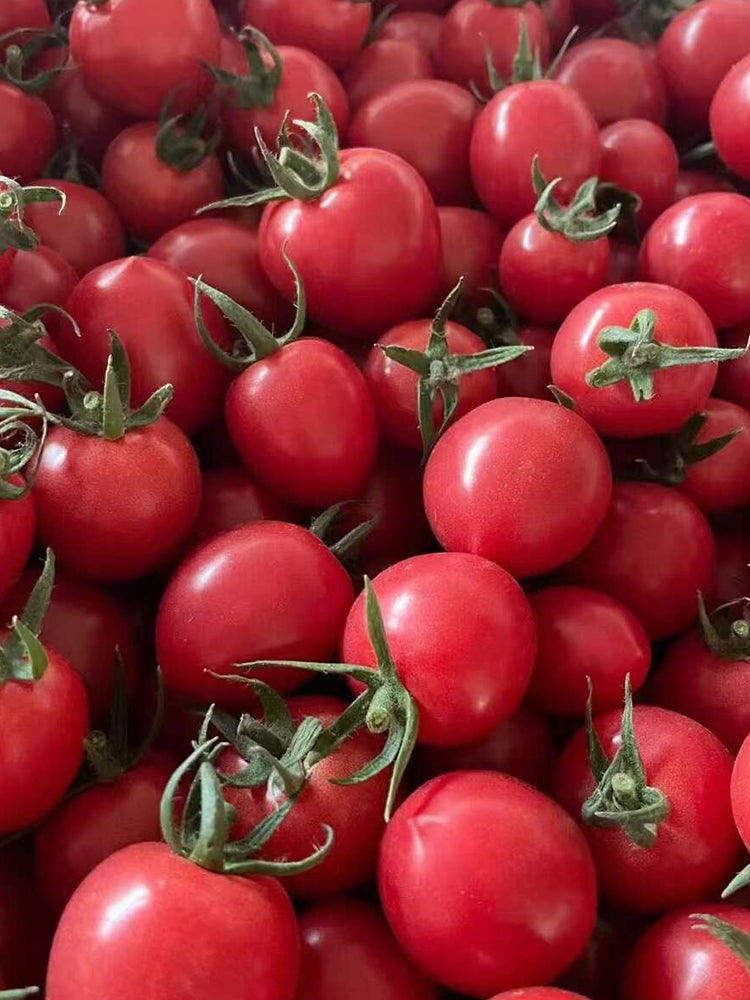 'Sweet Ruby Gem' Cherry Tomato
