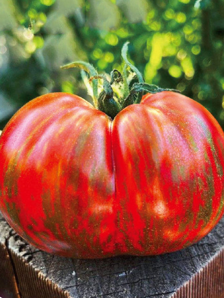 Big Cheef Steak Tomato