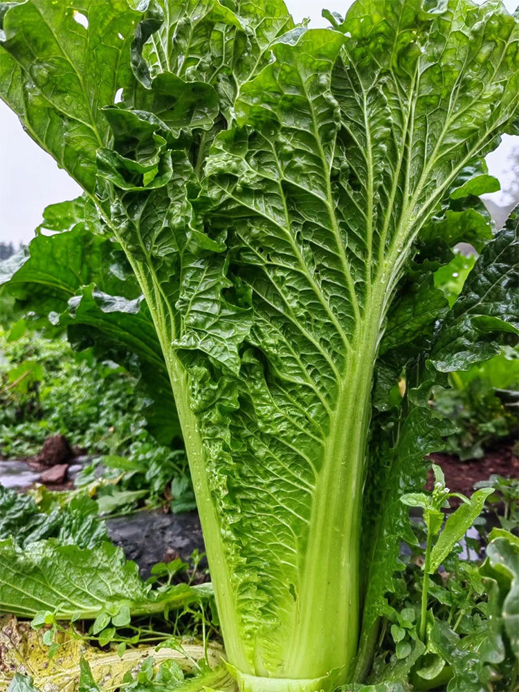 'Cuiqing 55' Qingmaye Chinese Cabbage