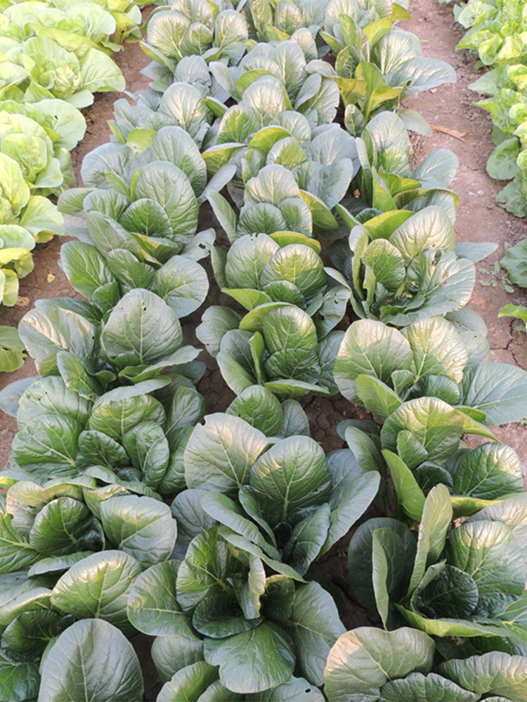 'Jiaoyan' Small Pak Choi