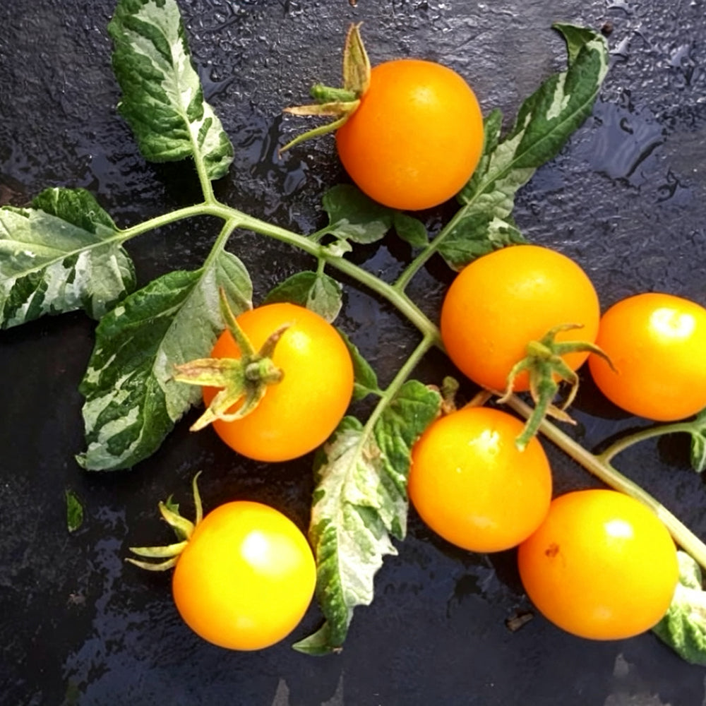 781 Variegated Potato Leaf Cherry Tomato