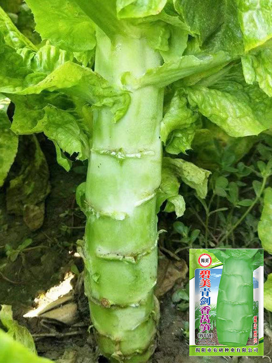 'Bimei' Stem Lettuce