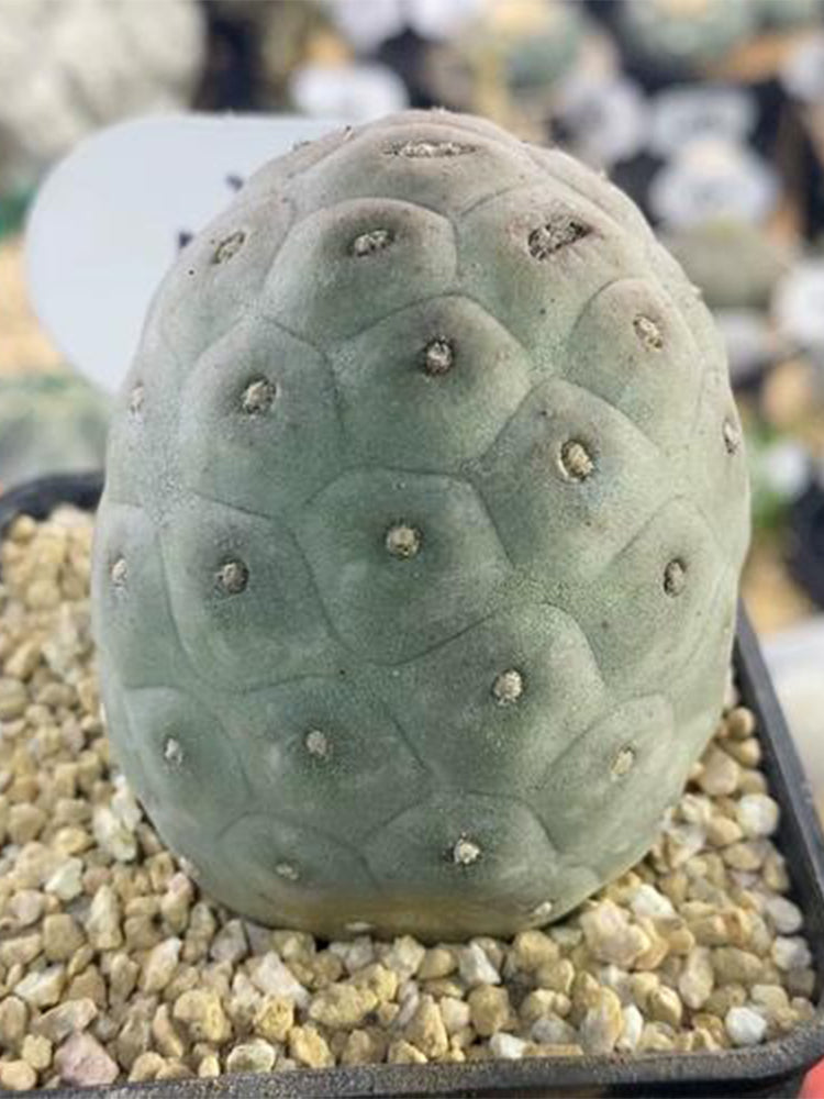 Tephrocactus geometricus