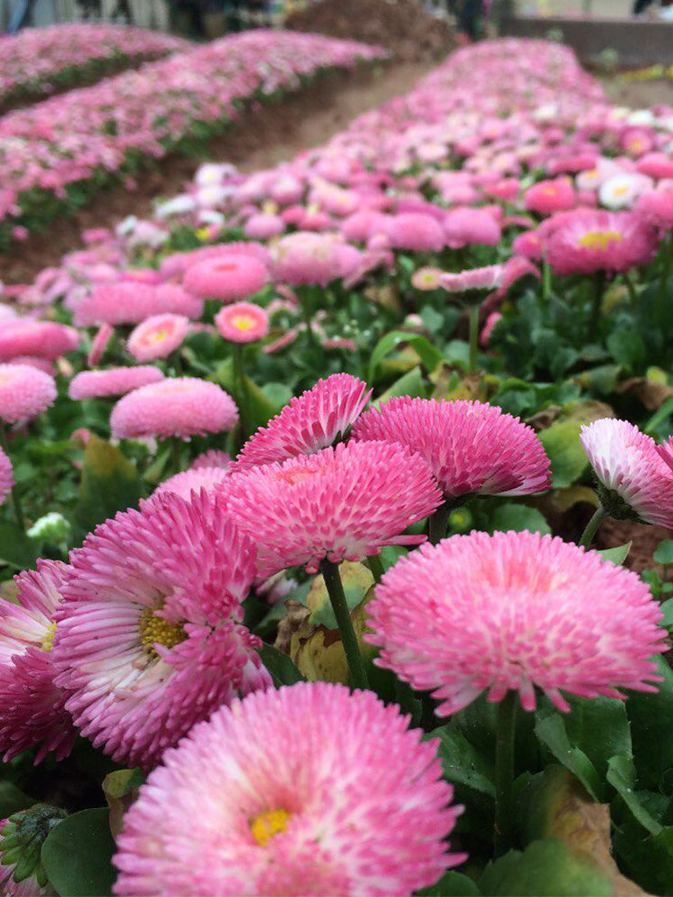 Bellis perennis 'Pomponette'
