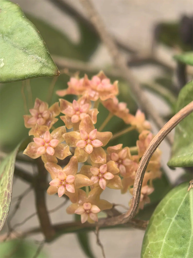 Hoya fitchii Unrooted Stem Cuttings
