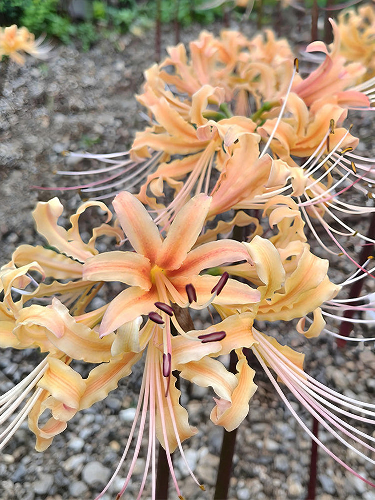Lycoris 'Sweet Orange'