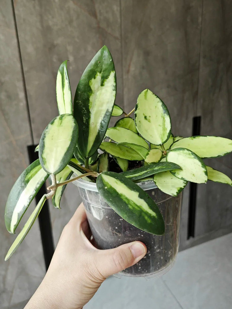 Hoya parasitica 'Variegated In' Unrooted Stem Cuttings