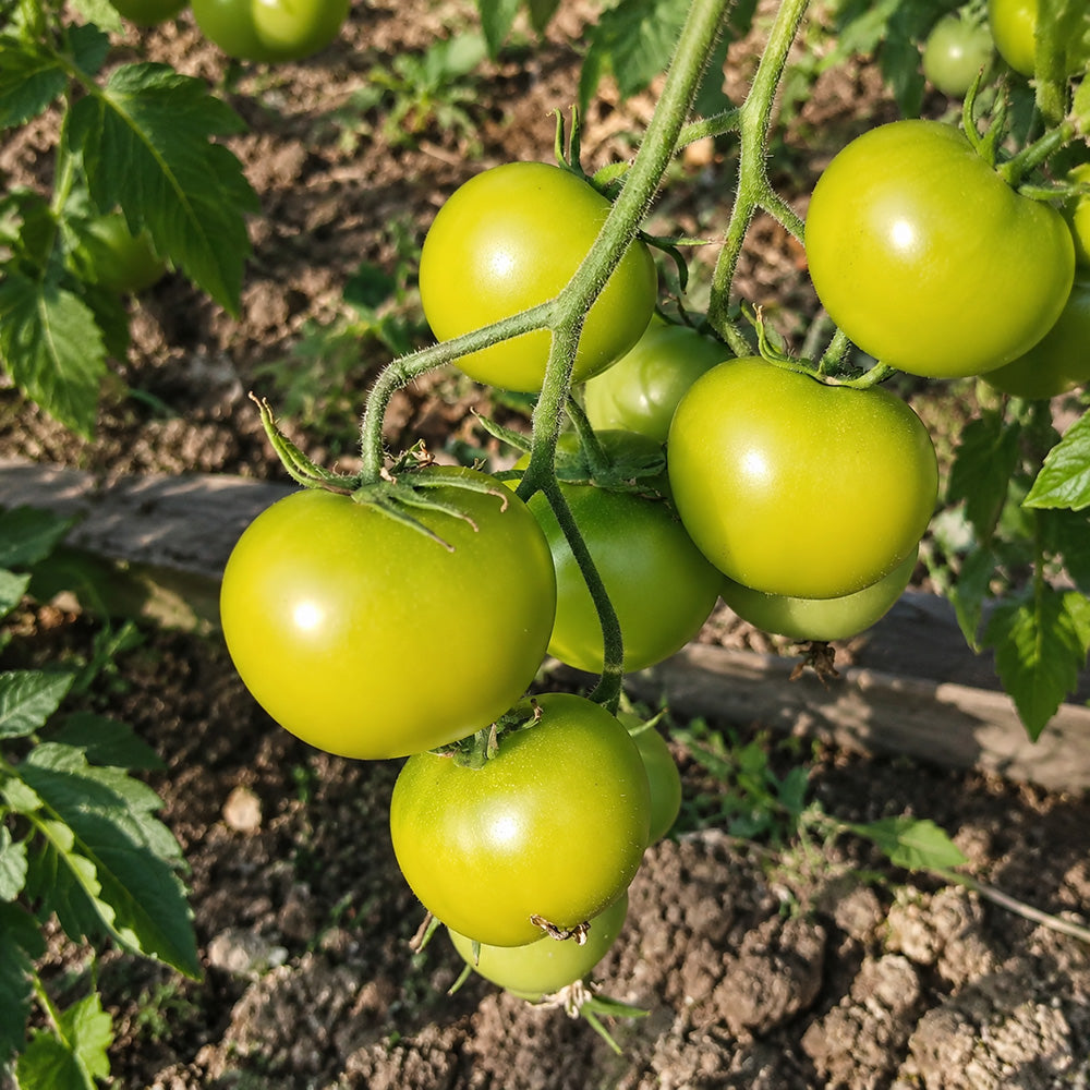 125 Gobstopper Tomato