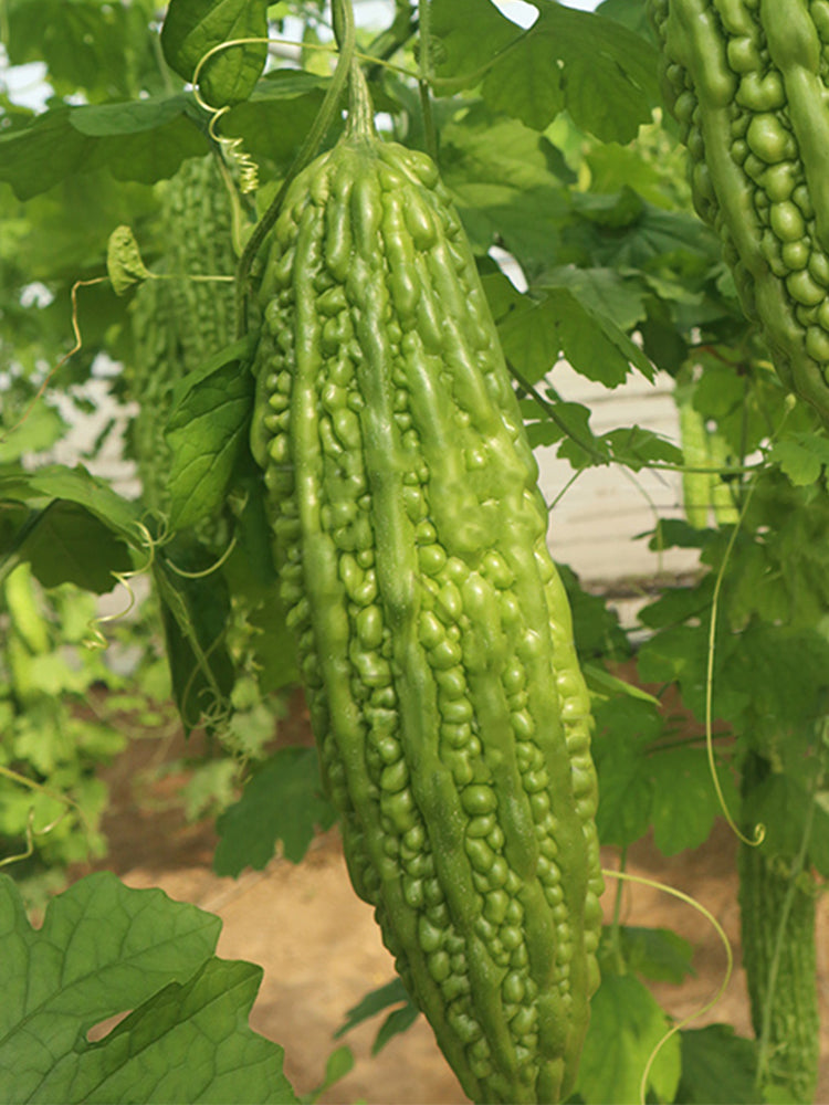 'Saibi' Green Bitter Gourd