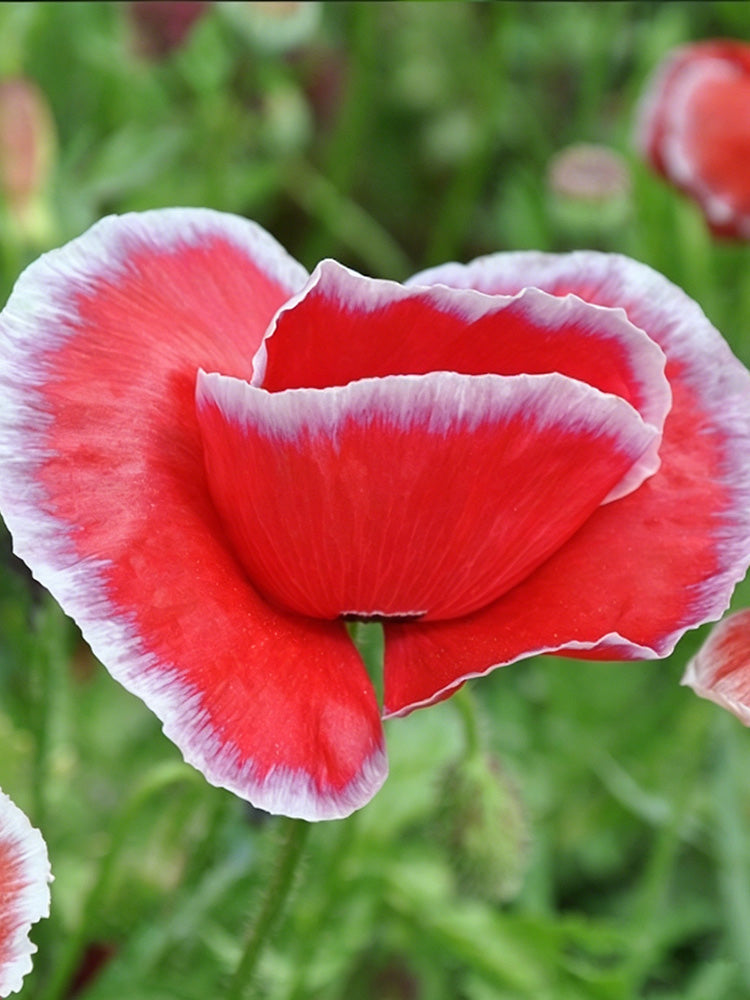 Red with White Edge Corn Poppy