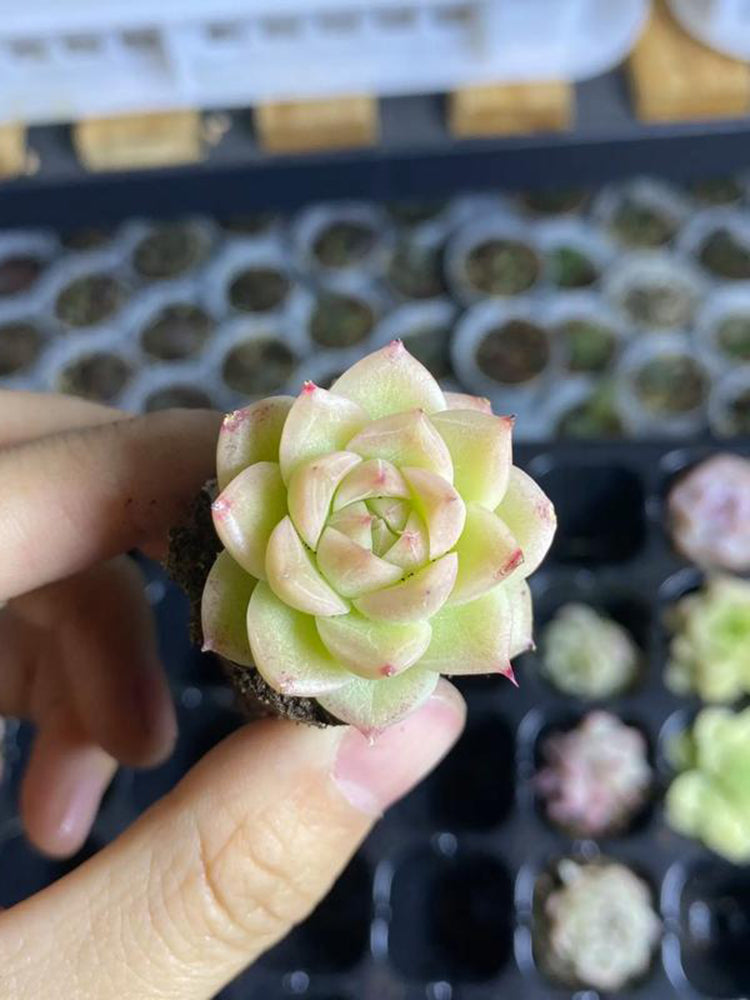 Echeveria 'Blue Light'