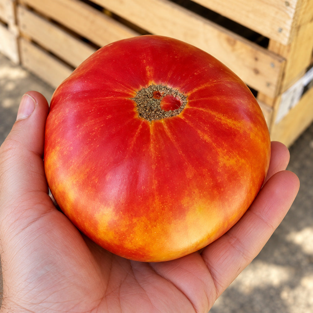 76 Northern Lights Tomato