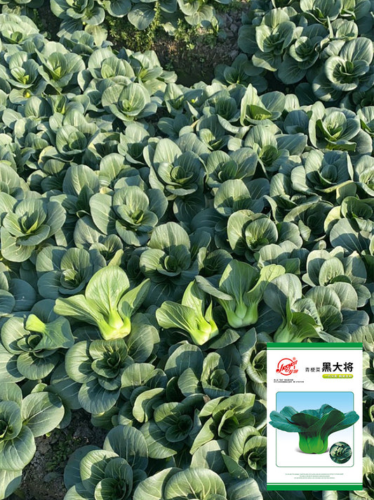 'Black General' Bok Choy