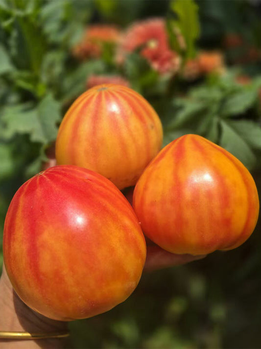 995 Sunshine Gourmet Tomato